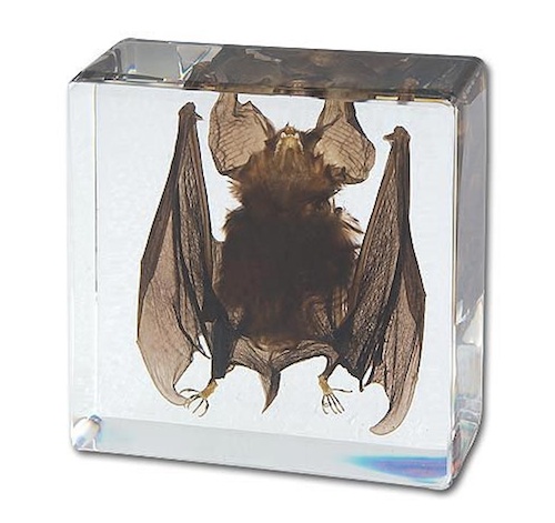 ...and a good ol' fashioned preserved bat.